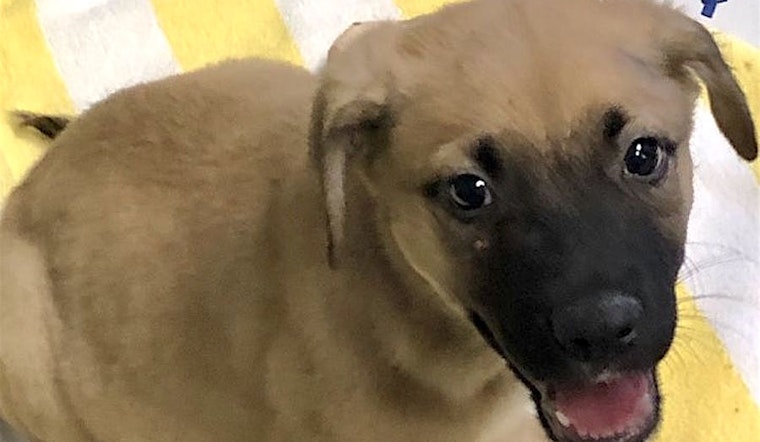 Looking to adopt a pet? Here are 3 perfect pups to adopt now in Los Angeles