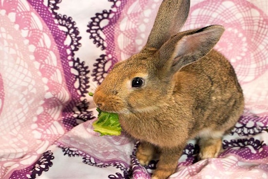 Looking to adopt a pet? Here are 4 lovable pets to adopt now in Seattle