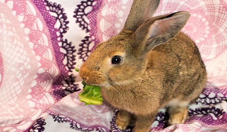 Looking to adopt a pet? Here are 4 lovable pets to adopt now in Seattle