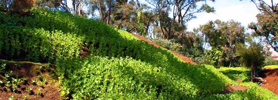 Hayes Valley Farm Closes Tomorrow