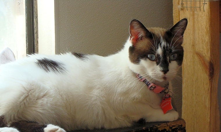 Looking to adopt a pet? Here are 3 cool kitties to adopt now in El Paso