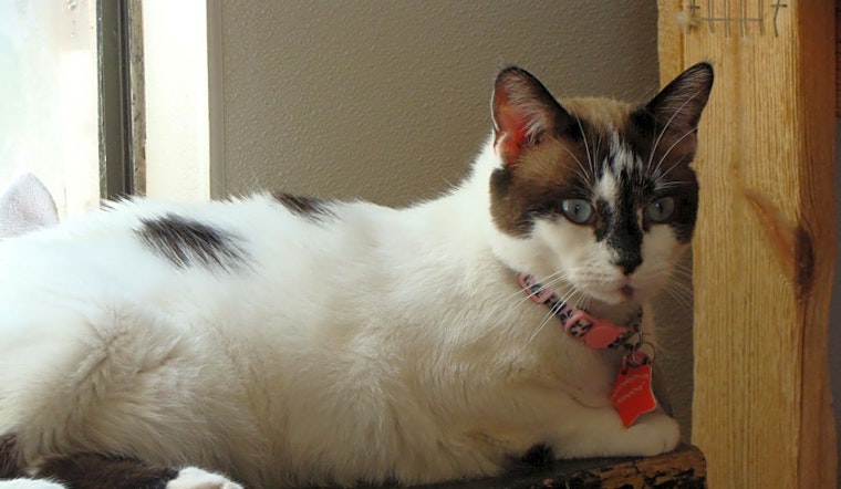 Looking to adopt a pet? Here are 3 cool kitties to adopt now in El Paso