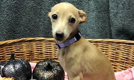 3 precious puppies ready to adopt now in Denver
