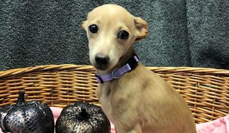 3 precious puppies ready to adopt now in Denver