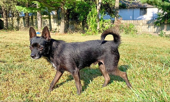 6 delightful doggies to adopt now in Columbus
