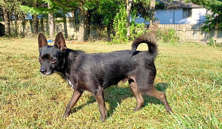 6 delightful doggies to adopt now in Columbus