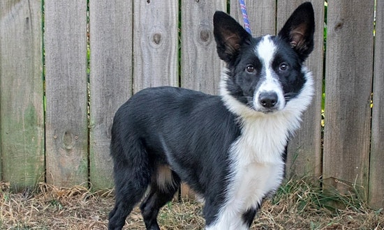 Want to adopt a pet? Here are 6 perfect pups to adopt now in Nashville