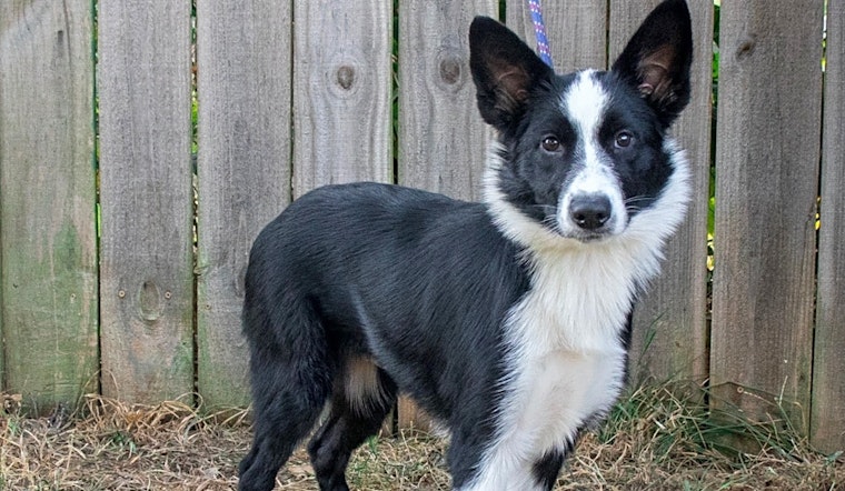 Want to adopt a pet? Here are 6 perfect pups to adopt now in Nashville