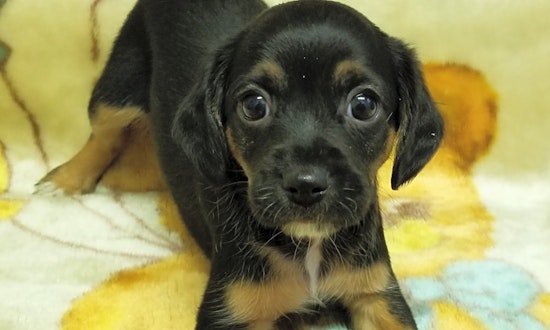6 perfect pups to adopt now in Stockton