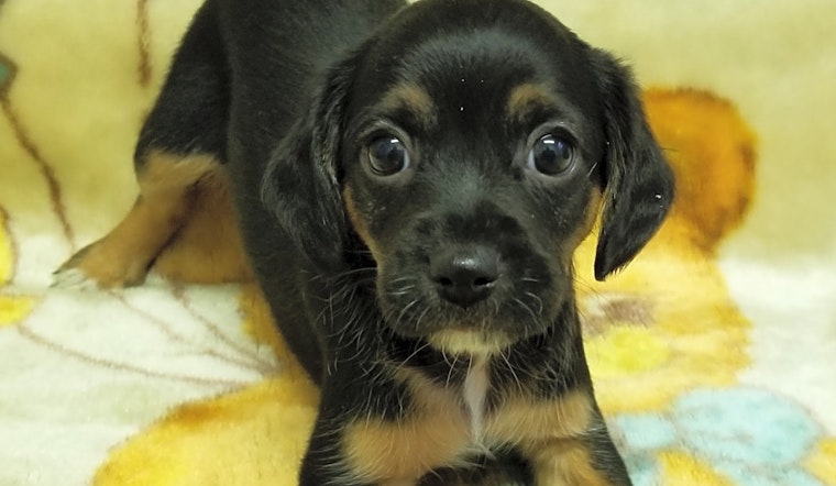 6 perfect pups to adopt now in Stockton
