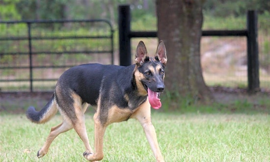 Want to adopt a pet? Here are 5 cuddly canines to adopt now in Orlando