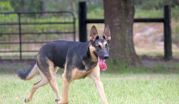 Want to adopt a pet? Here are 5 cuddly canines to adopt now in Orlando