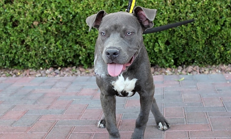 These Las Vegas-based puppies are up for adoption and in need of a good home