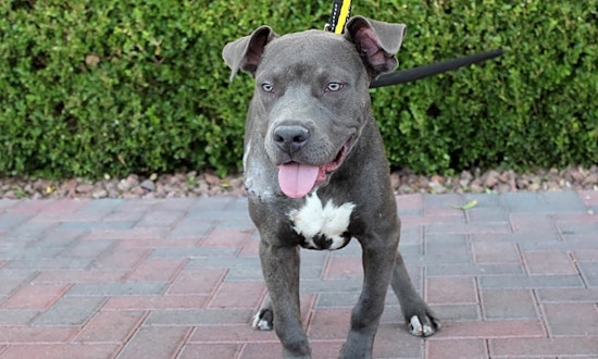 These Las Vegas-based puppies are up for adoption and in need of a good home