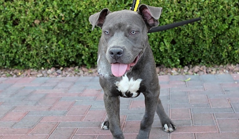 These Las Vegas-based puppies are up for adoption and in need of a good home