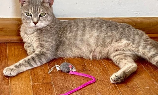 6 furry felines to adopt now in Cleveland