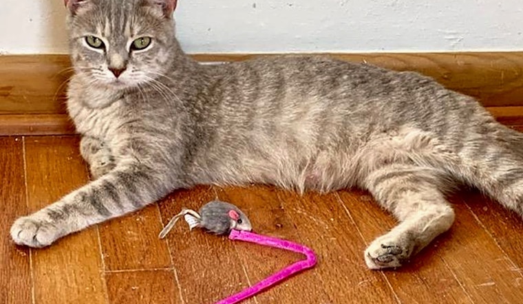 6 furry felines to adopt now in Cleveland