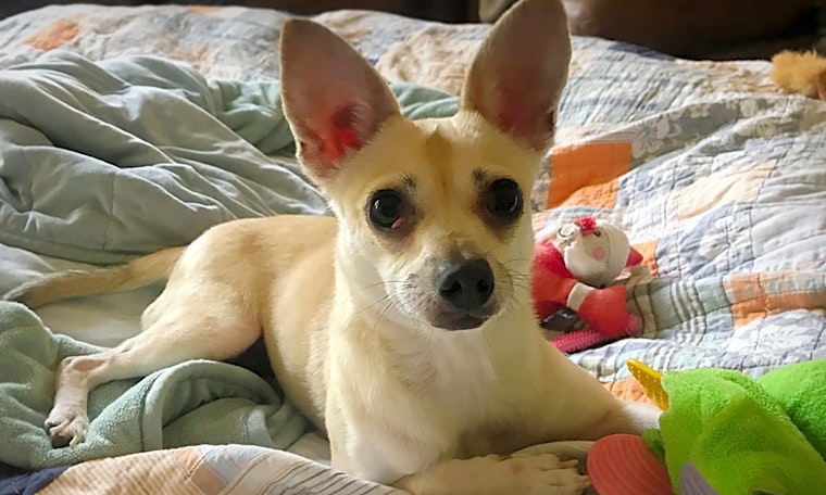 4 delightful doggies to adopt now in Durham