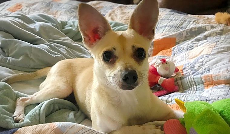 4 delightful doggies to adopt now in Durham