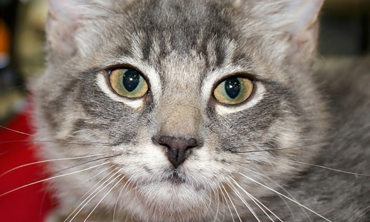 These Phoenix-based kittens are up for adoption and in need of a good home