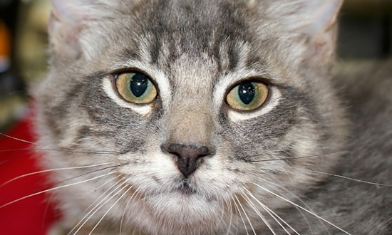 These Phoenix-based kittens are up for adoption and in need of a good home