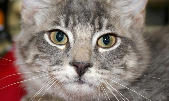 These Phoenix-based kittens are up for adoption and in need of a good home
