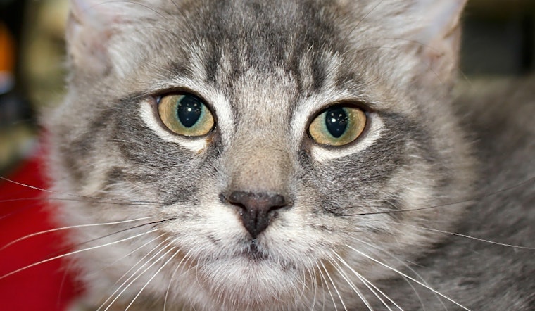 These Phoenix-based kittens are up for adoption and in need of a good home