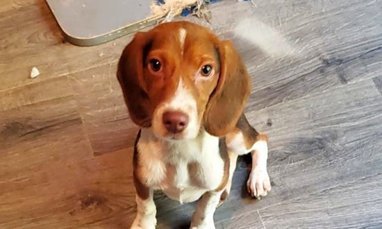 These Raleigh-based puppies are up for adoption and in need of a good home