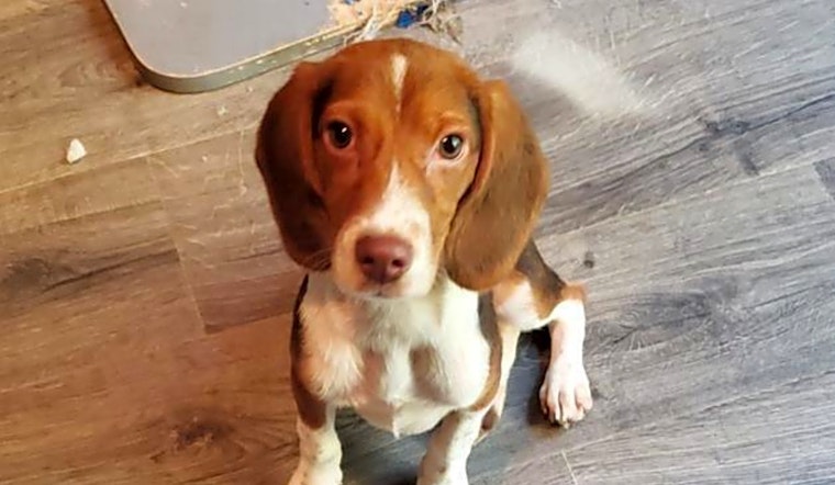 These Raleigh-based puppies are up for adoption and in need of a good home