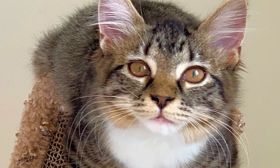 These Cincinnati-based kittens are up for adoption and in need of a good home