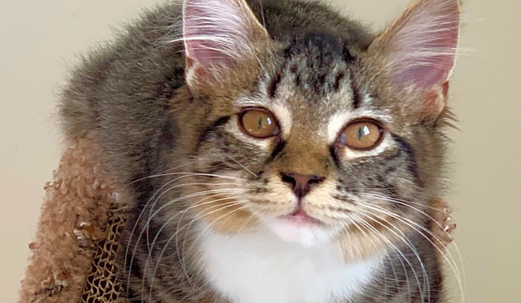 These Cincinnati-based kittens are up for adoption and in need of a good home
