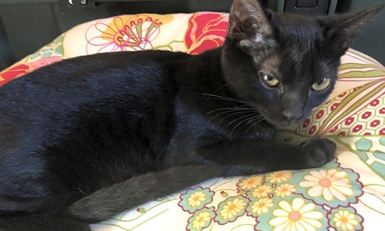 4 cute-as-can-be kittens to adopt now in Aurora