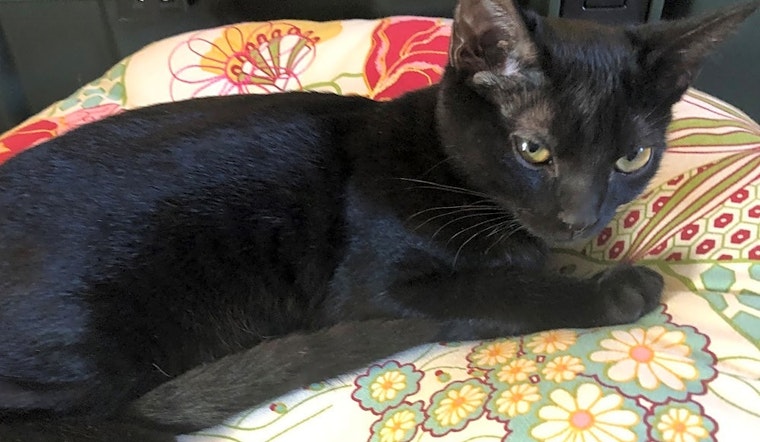 4 cute-as-can-be kittens to adopt now in Aurora
