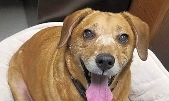 6 delightful doggies to adopt now in Indianapolis