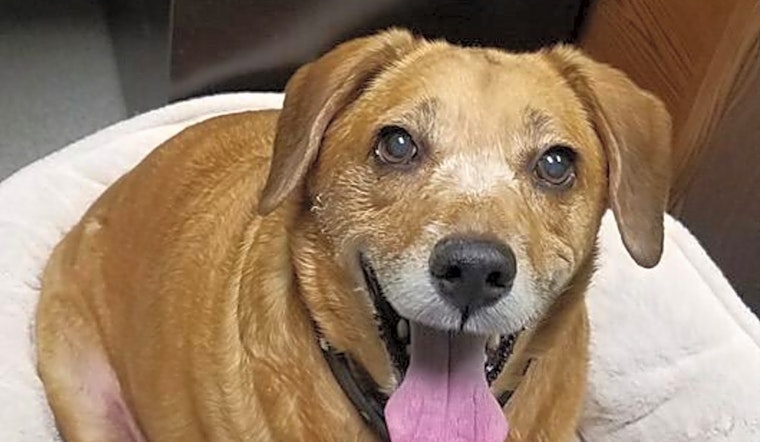 6 delightful doggies to adopt now in Indianapolis