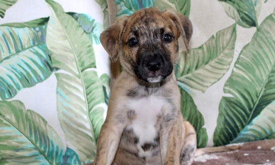 These Los Angeles-based puppies are up for adoption and in need of a good home