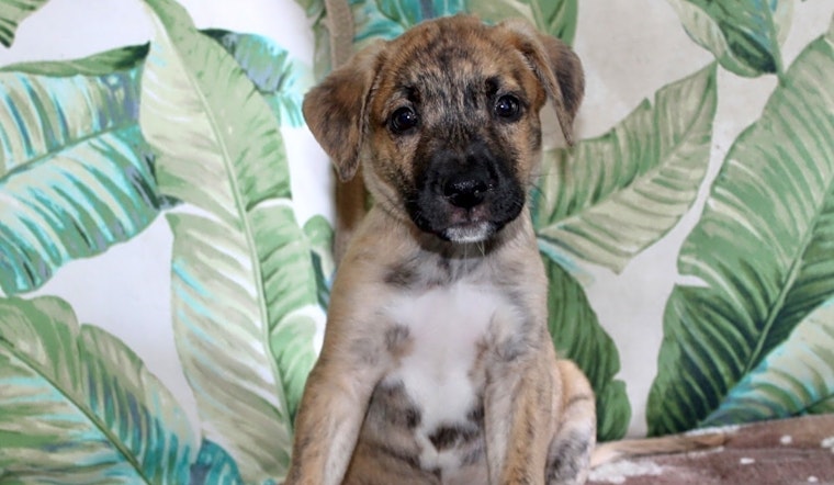 These Los Angeles-based puppies are up for adoption and in need of a good home