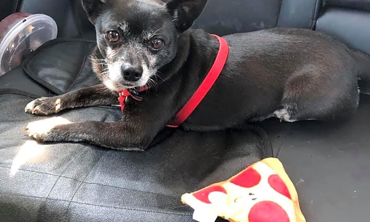 5 lovable pups to adopt now in Baltimore