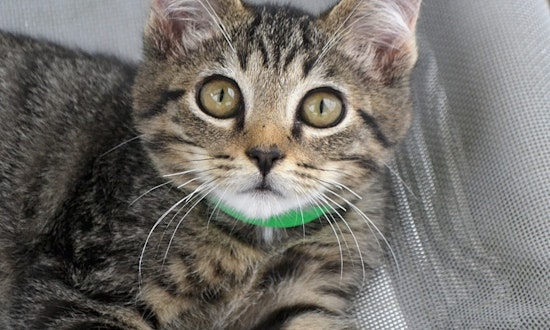 3 cute-as-can-be kittens to adopt now in Pittsburgh
