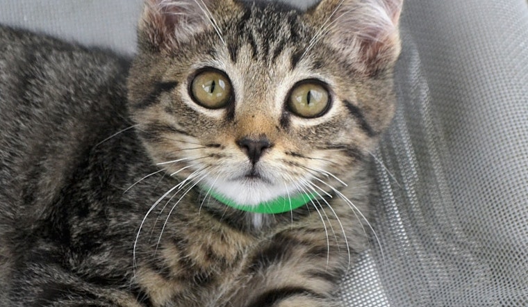 3 cute-as-can-be kittens to adopt now in Pittsburgh