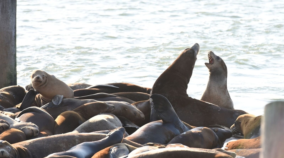 Protecting the Sea Lions at Fisherman's Wharf - City Experiences