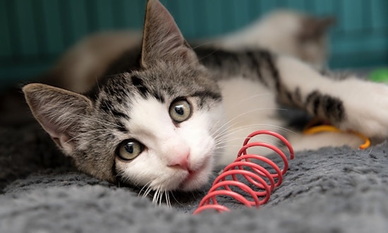Looking to adopt a pet? Here are 5 cuddly kittens to adopt now in New York City