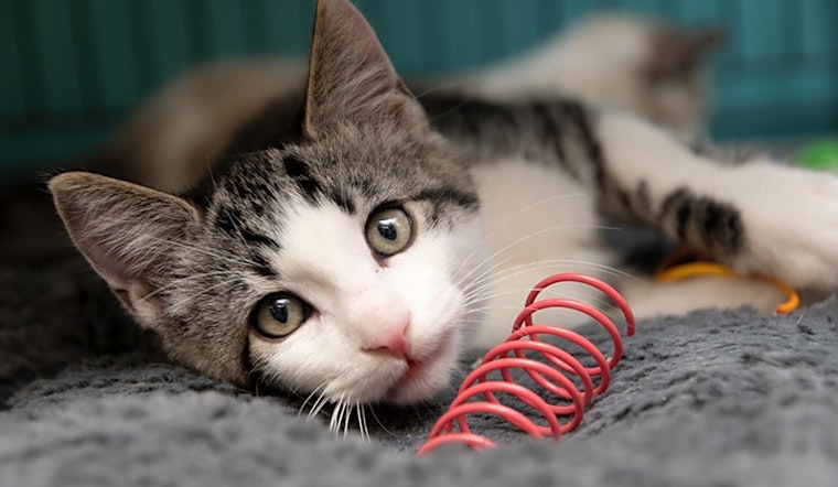 Looking to adopt a pet? Here are 5 cuddly kittens to adopt now in New York City