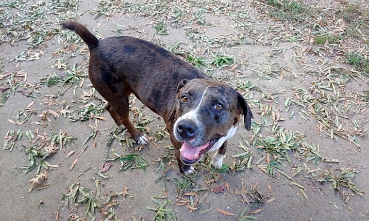 7 lovable pups to adopt now in Boston