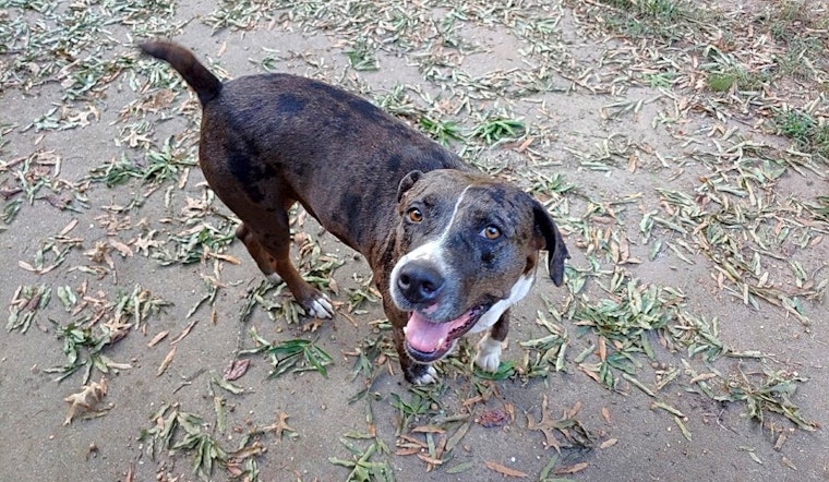 7 lovable pups to adopt now in Boston