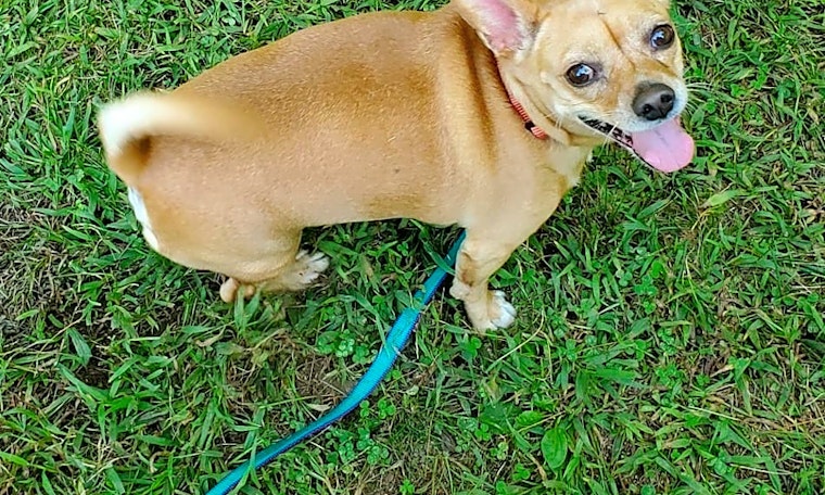 These Worcester-based pups are up for adoption and in need of a good home