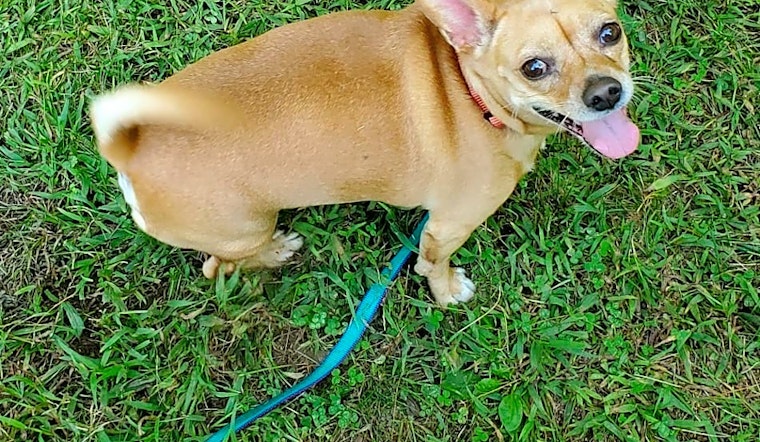These Worcester-based pups are up for adoption and in need of a good home