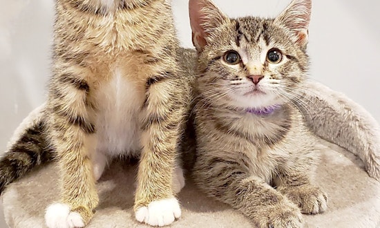 3 cuddly kittens to adopt now in Philadelphia