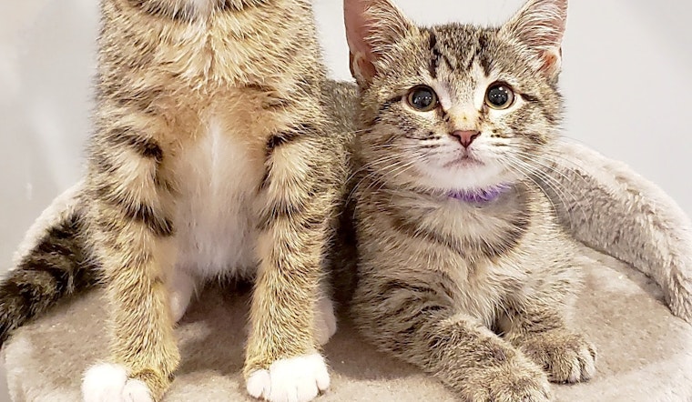 3 cuddly kittens to adopt now in Philadelphia