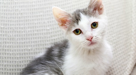 These Charlotte-based kittens are up for adoption and in need of a good home